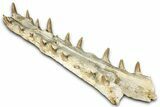 Impressive Fossil Crocodylomorph (Gavialoid?) Jaw - Morocco #345362-5